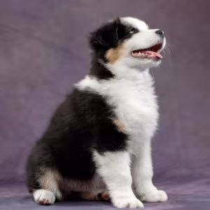 Australian Shepherd Puppies for Sale in Los Angeles (CA)