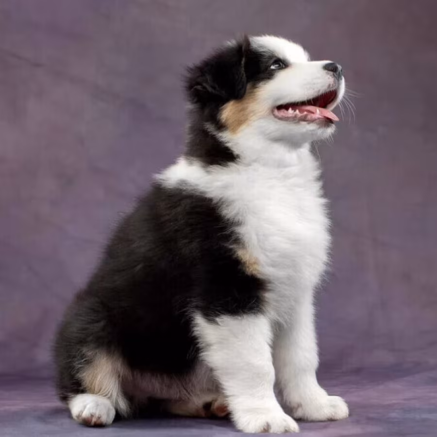 Australian Shepherd Puppies for Sale in Los Angeles (CA)