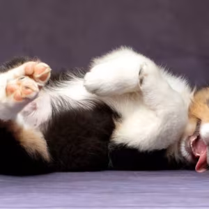 Australian Shepherd Puppies for Sale in Los Angeles (CA)