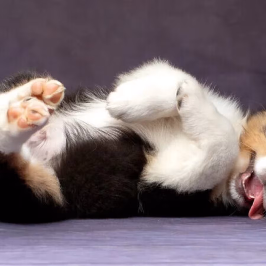 Australian Shepherd Puppies for Sale in Los Angeles (CA)