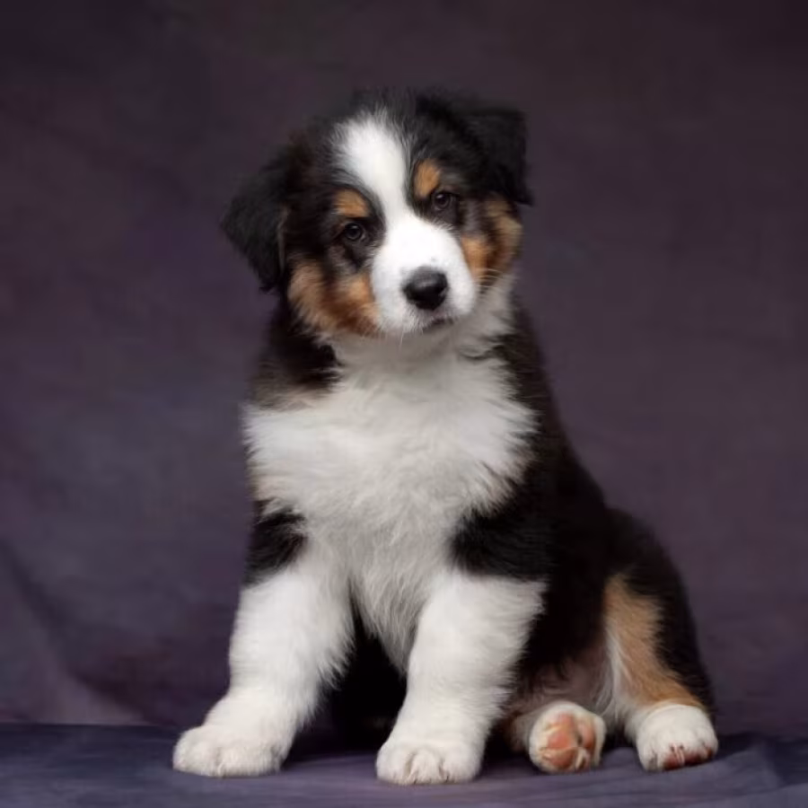Australian Shepherd Puppies for Sale in Los Angeles (CA)