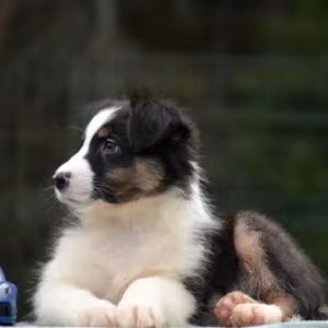 Australian Shepherd Female Puppy for Sale in San Diego (CA)