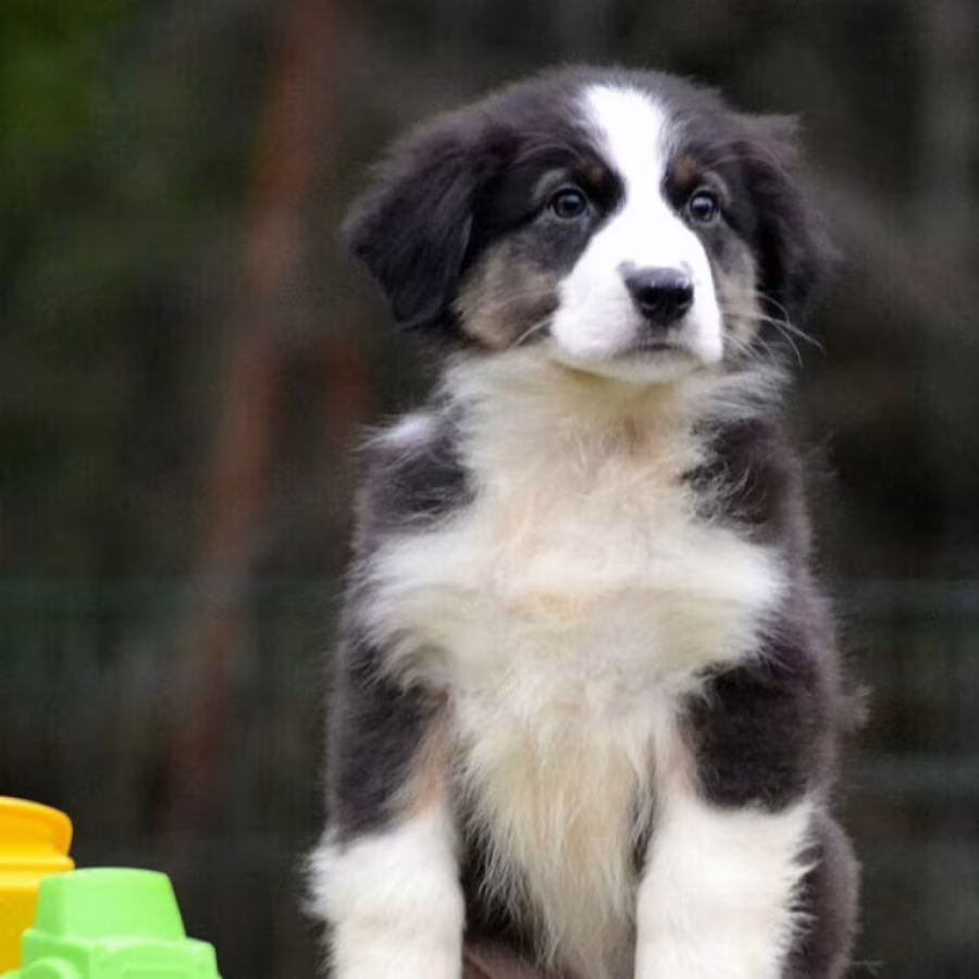 Australian Shepherd Female Puppy for Sale in San Diego (CA)