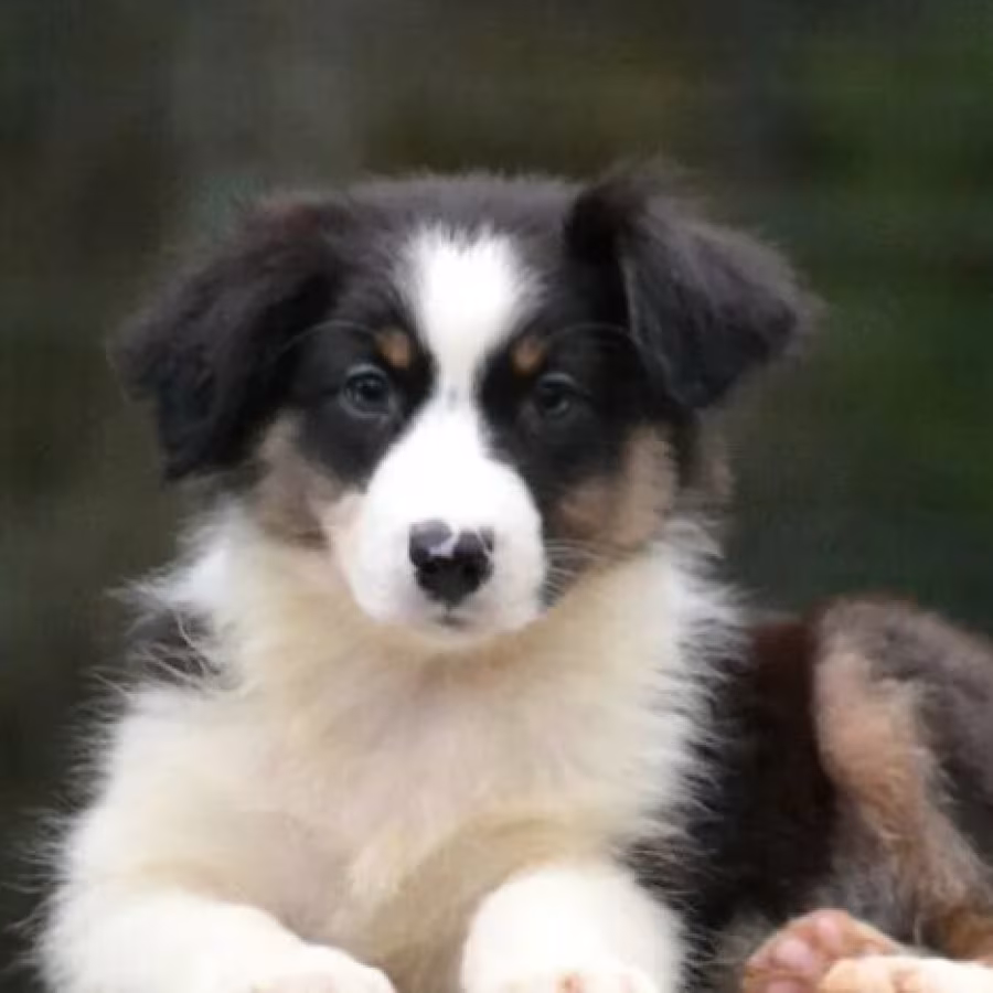 Australian Shepherd Female Puppy for Sale in San Diego (CA)