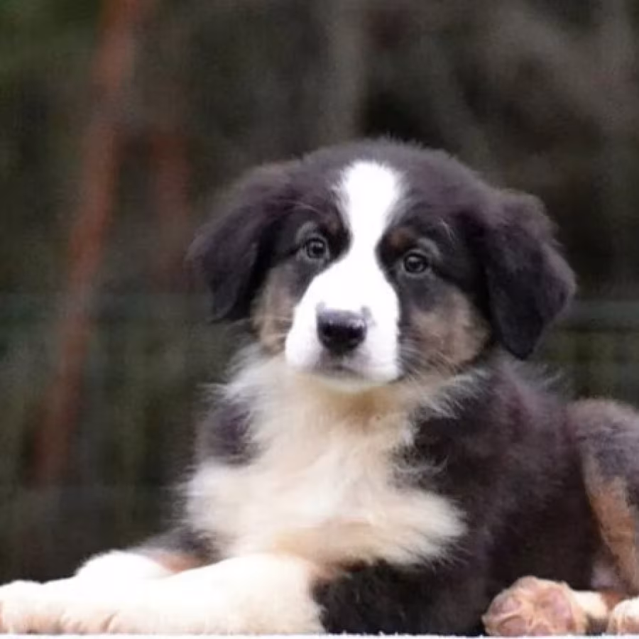 Australian Shepherd Female Puppy for Sale in San Diego (CA)