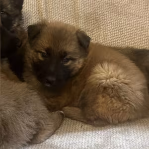 German Shepherd Puppies for Sale in Austin (TX)