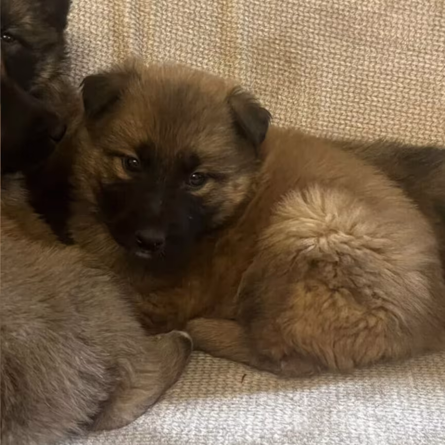 German Shepherd Puppies for Sale in Austin (TX)