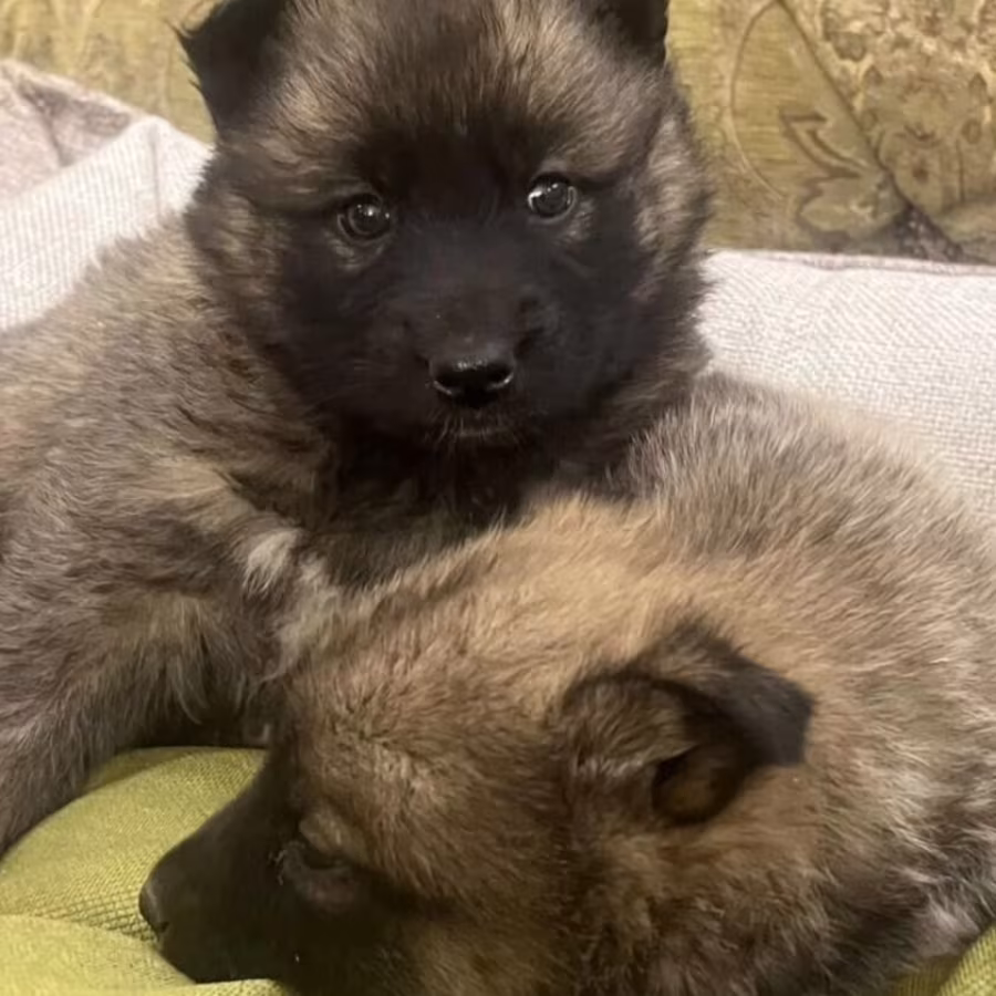 German Shepherd Puppies for Sale in Austin (TX)