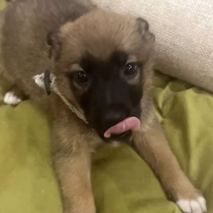 German Shepherd Male Puppy for Sale in New York (NY)