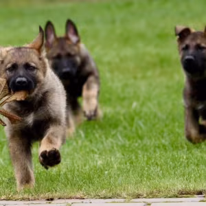 German Shepherd Female Puppies for Sale in Chicago (IL)