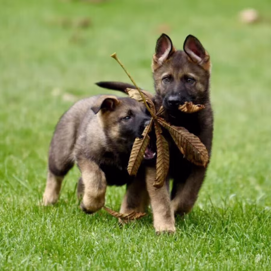 German Shepherd Female Puppies for Sale in Chicago (IL)