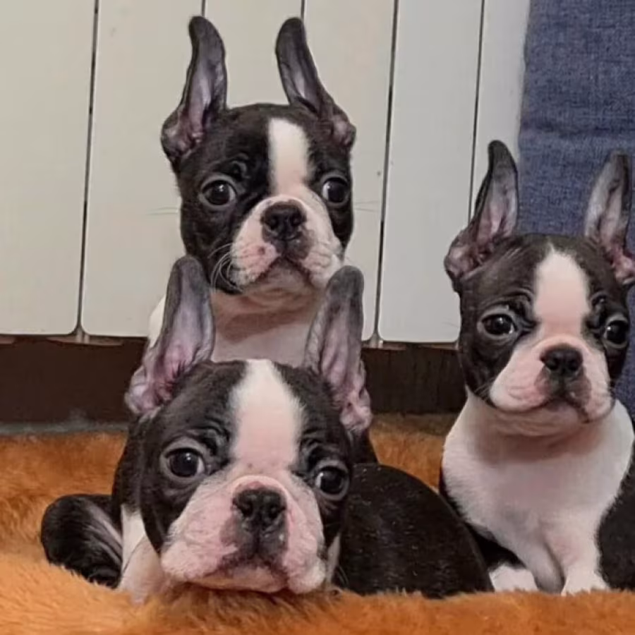 Boston Terrier Puppies for Sale in Alabama (AL)