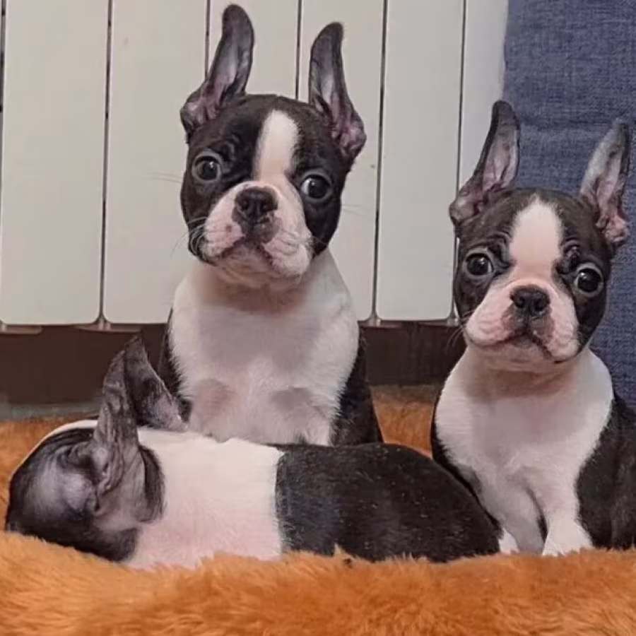 Boston Terrier Puppies for Sale in Alabama (AL)