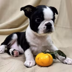 Boston Terrier Female Puppy for Sale in New York (NY)