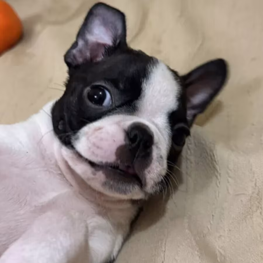 Boston Terrier Female Puppy for Sale in New York (NY)