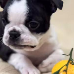 Boston Terrier Female Puppy for Sale in New York (NY)