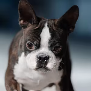 Boston Terrier Male Puppy for Sale in San Antonio (TX)