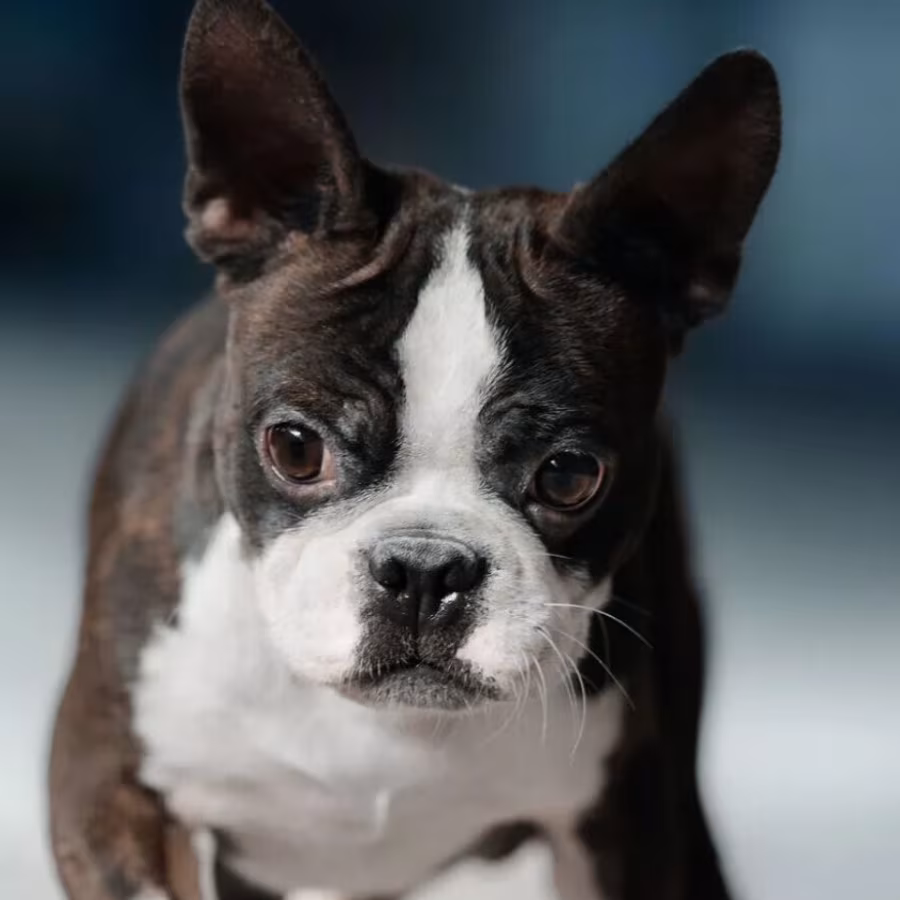 Boston Terrier Male Puppy for Sale in San Antonio (TX)