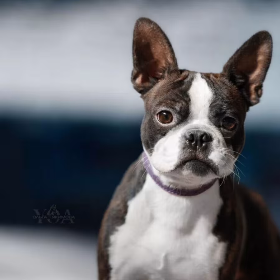 Boston Terrier Male Puppy for Sale in San Antonio (TX)