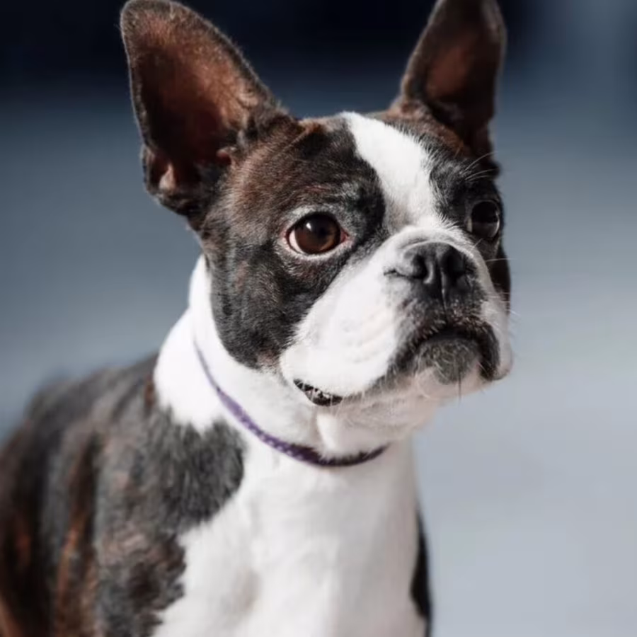 Boston Terrier Male Puppy for Sale in San Antonio (TX)