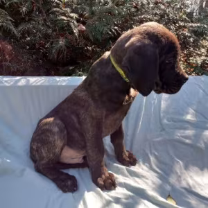 Amazing Cane Corso's
