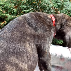 Amazing Cane Corso's