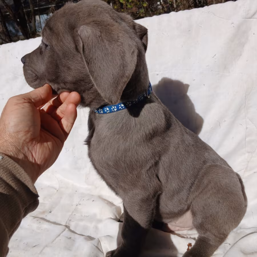 Amazing Cane Corso's