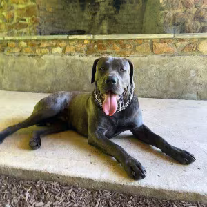 Amazing Cane Corso's