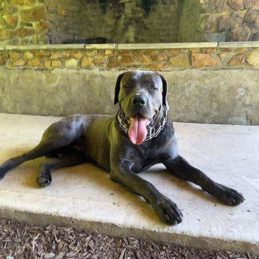 Amazing Cane Corso's
