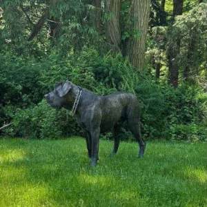 Amazing Cane Corso's