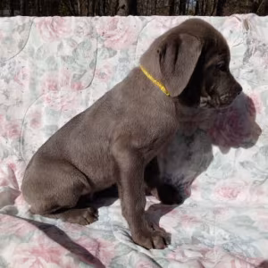 Amazing Cane Corso's