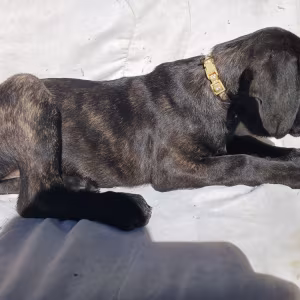 Amazing Cane Corso's
