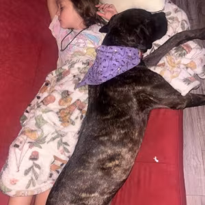 Amazing Cane Corso's