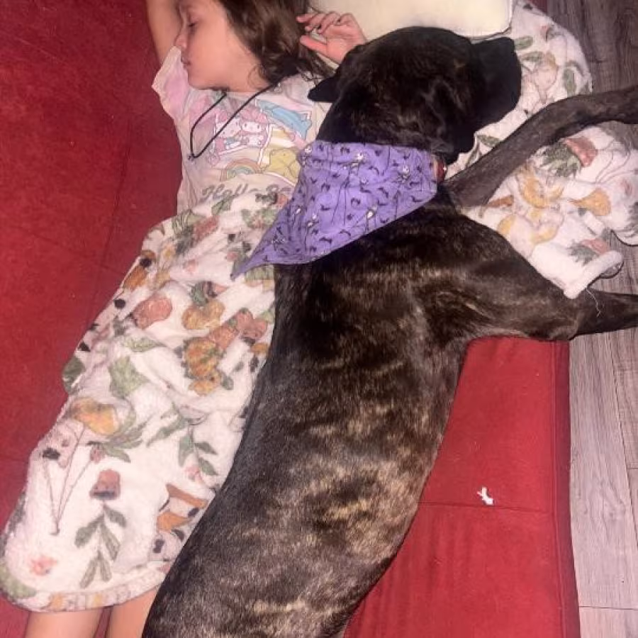 Amazing Cane Corso's