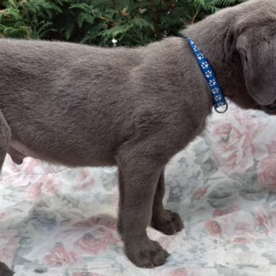 Amazing Cane Corso's