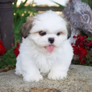 Lovely and home trained Shia tzu female puppy ready to go now