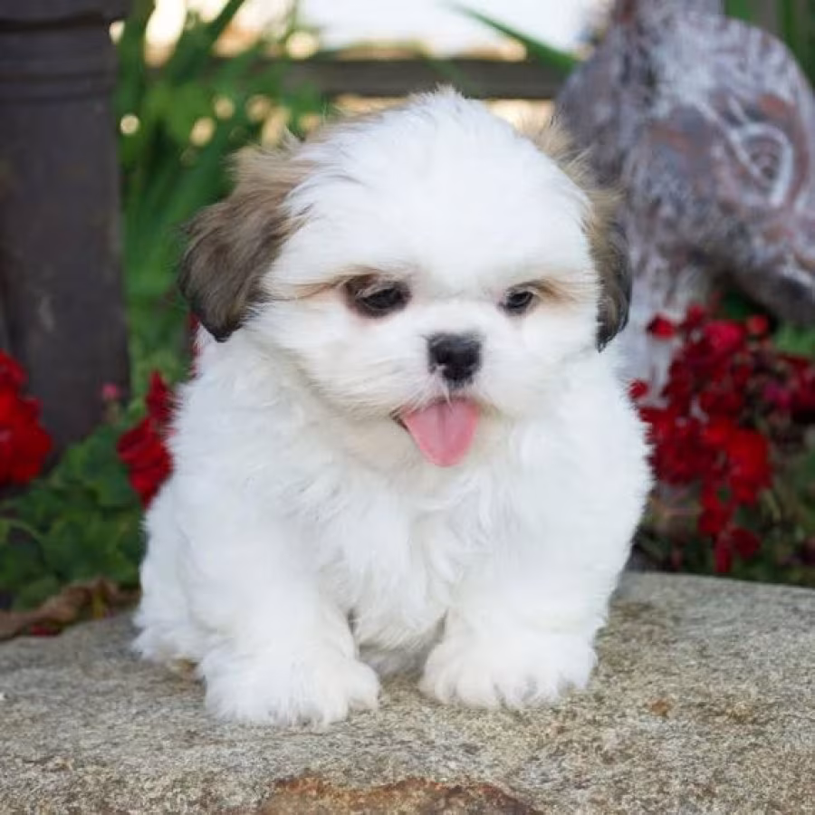Lovely and home trained Shia tzu female puppy ready to go now