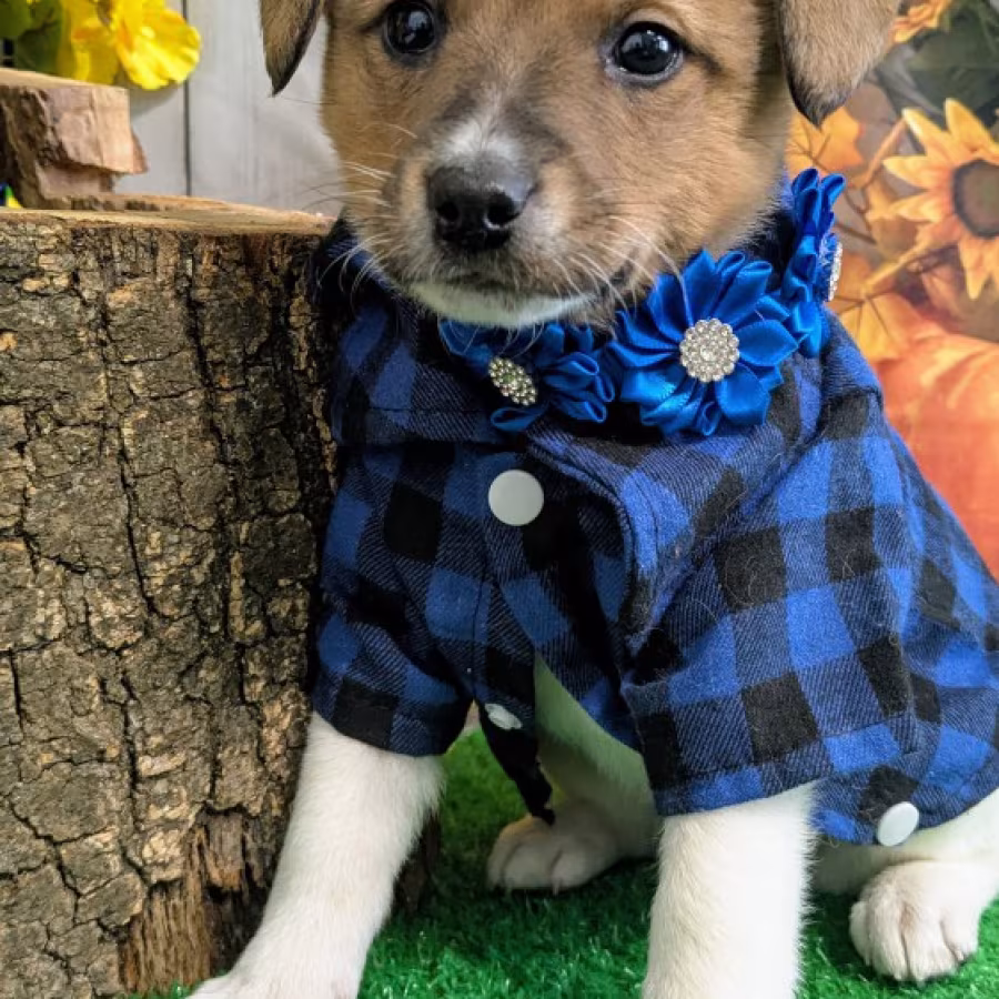 Chicago Farm Collie Type. Prespoiled.