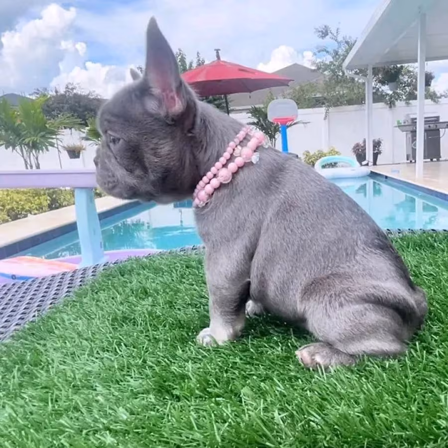 French Bulldog Puppies 8 Weeks Old, Ready for Adoption
