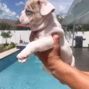 French Bulldog Puppies 8 Weeks Old, Ready for Adoption