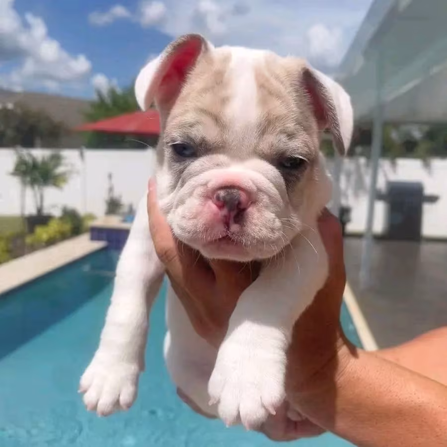 French Bulldog Puppies 8 Weeks Old, Ready for Adoption