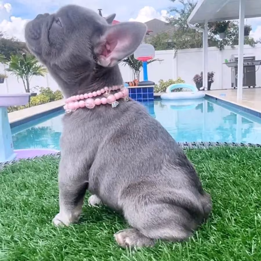 French Bulldog Puppies 8 Weeks Old, Ready for Adoption