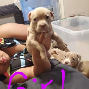 Pocket bully an blue/red nose