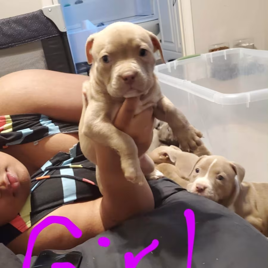 Pocket bully an blue/red nose