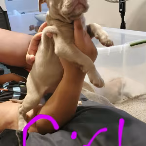 Pocket bully an blue/red nose