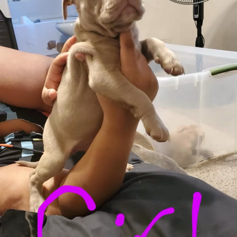 Pocket bully an blue/red nose