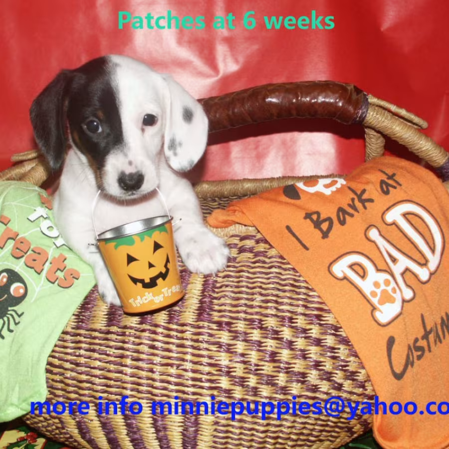 Dachshund puppies READY TO GO HOME