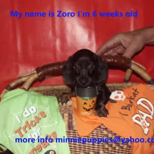 Dachshund puppies READY TO GO HOME