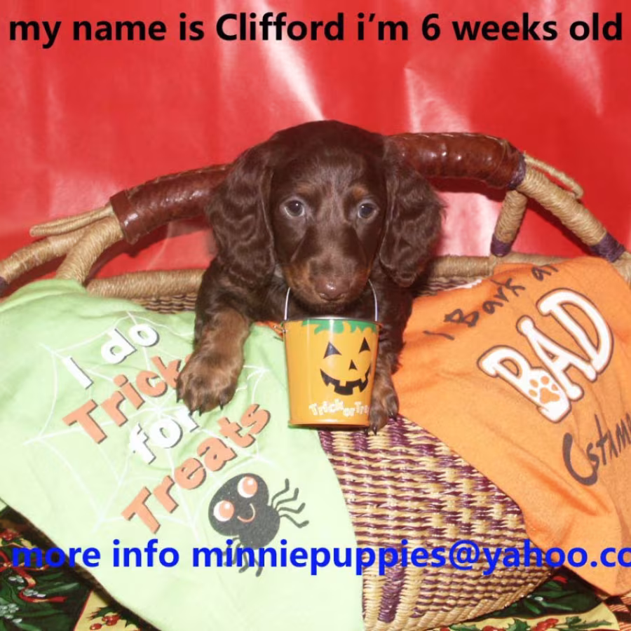 Dachshund puppies READY TO GO HOME
