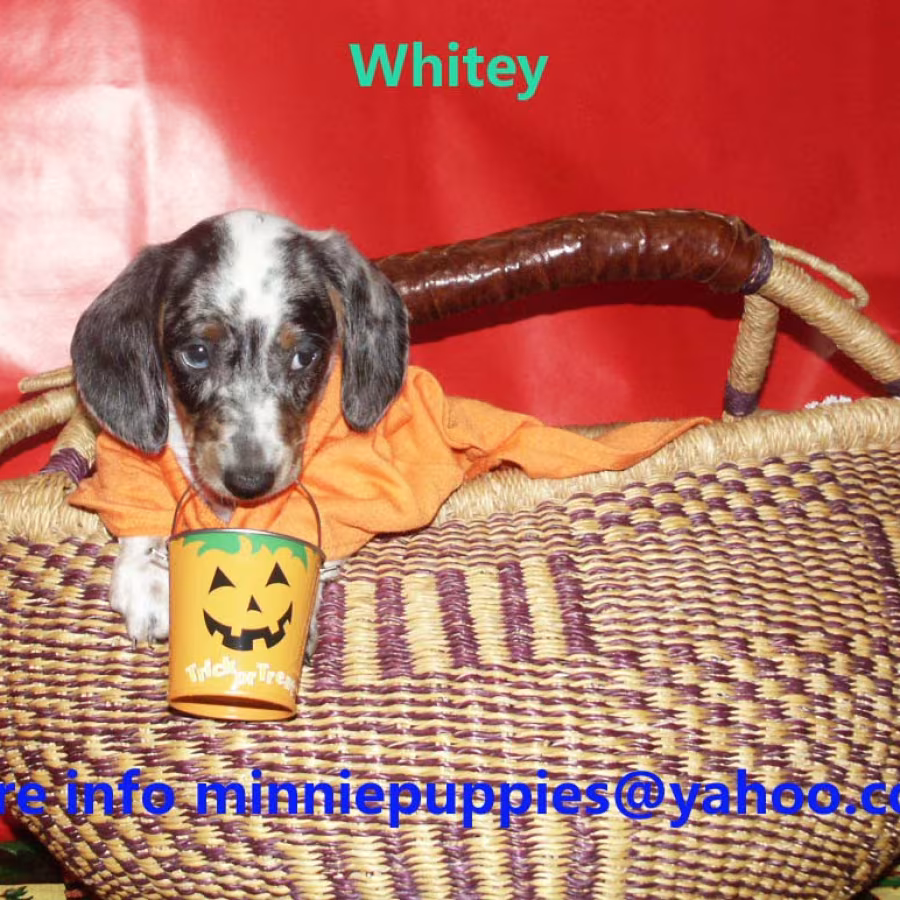 Dachshund puppies READY TO GO HOME